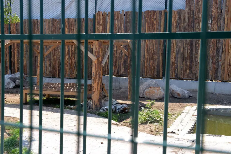 Ankara'da mahalle arası hayvanat bahçesi: Komşular kükremelerden rahatsız 5