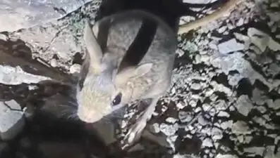 Nesli tükenmek üzere, Tunceli’de görüldü