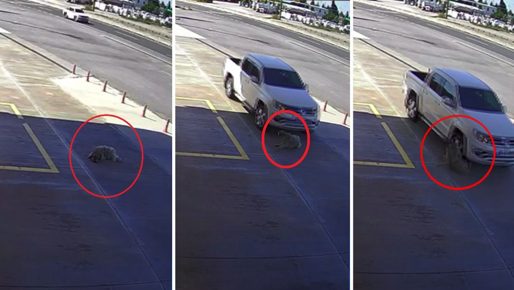 Köpeği ezmek için yolunu değiştirdi, 2 bin TL ceza verildi
