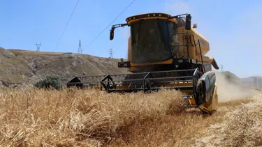 Rekor hasat başladı: Çiftçinin yüzü güldü