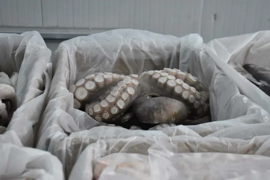 Balıkçılar limana erken döndü: Av sezonuna iklim değişikliği etkisi 1 Balıkçılar limana erken döndü: Av sezonuna iklim değişikliği etkisi 1