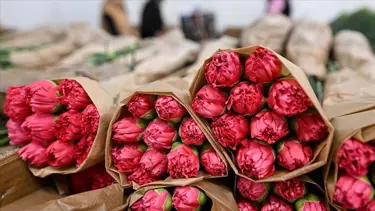 Sevgililer Günü tarifesi: Bir demet gül 2 bin lira