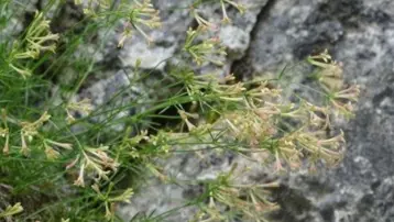 Endemik bitki türü keşfedildi: "Paflagonya Belumotu" adıyla literatüre girdi