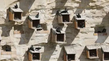 Şanlıurfa'da koruma altındaki kelaynaklar depremden etkilenmedi