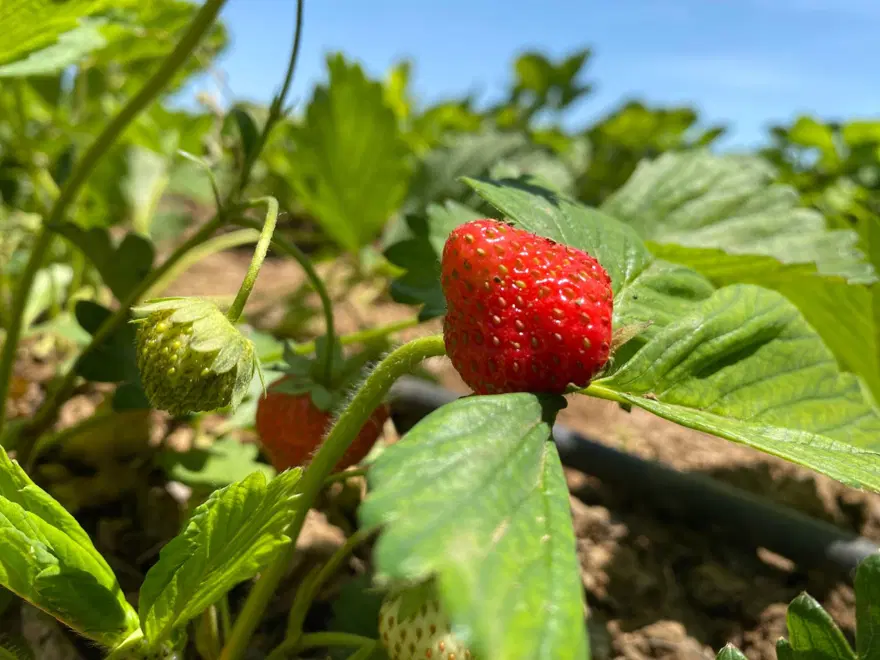 Aromasıyla dikkat çeken "Kuyulu" çileği: Kilosu 90 lira 1