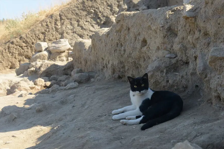 Kazı alanından çıkartılıp hayata döndürülen kedi: Mokali 2
