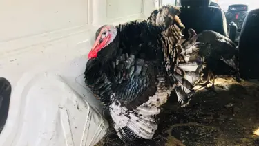 Yılbaşı hindisi fiyatları ne kadar?