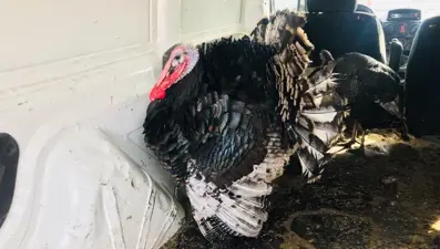 Yılbaşı hindisi fiyatları ne kadar?