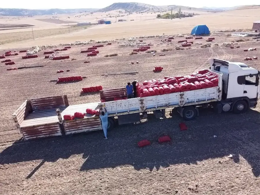 Tarlada fiyatı 8 lira: Hasadı başladı 3 Tarlada fiyatı 8 lira: Hasadı başladı 3