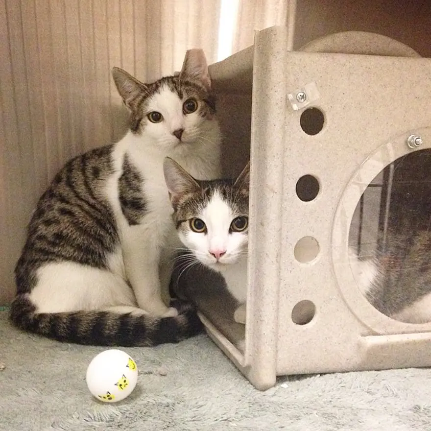 Hayatını kedileri kurtarmaya adadı 91