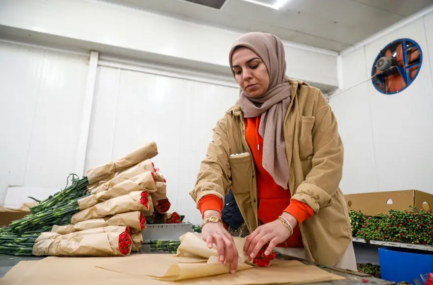 Sevgililer günü telaşı başladı: Antalya'dan 30 ülkeye çiçek ihracatı! En çok kırmızı karanfil satıldı 6