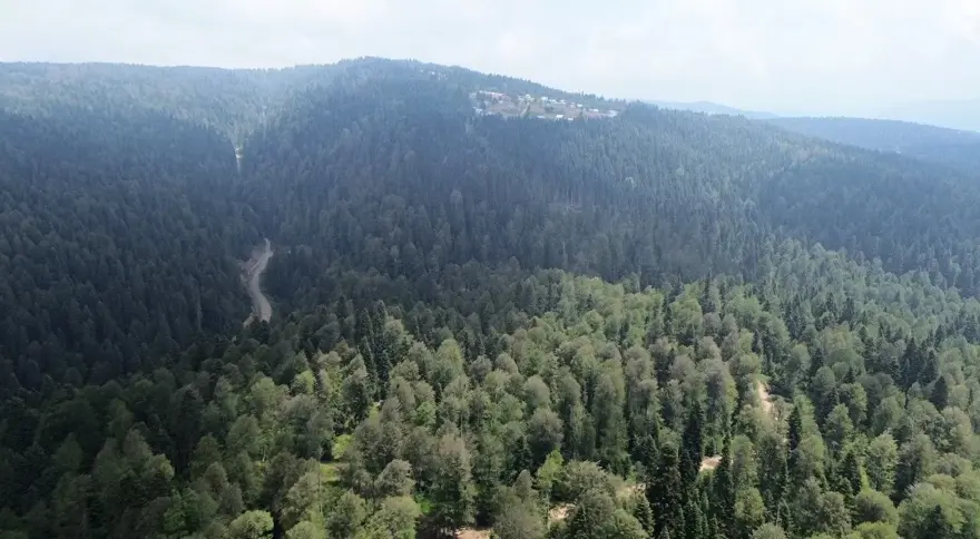 Sıcak havadan bunalan oraya koşuyor! En sıcak günlerde bile 13 derece 2