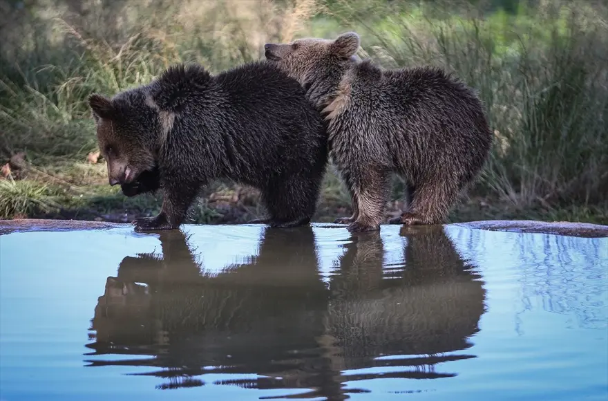 Türkiye'nin tek ayı barınağı Ovakorusu'nun maskotu oldular 6