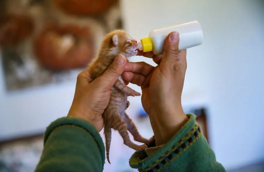 9. SORU: 18 yaşından küçükler hayvan sahiplenebiliyor mu? 8 9. SORU: 18 yaşından küçükler hayvan sahiplenebiliyor mu? 8