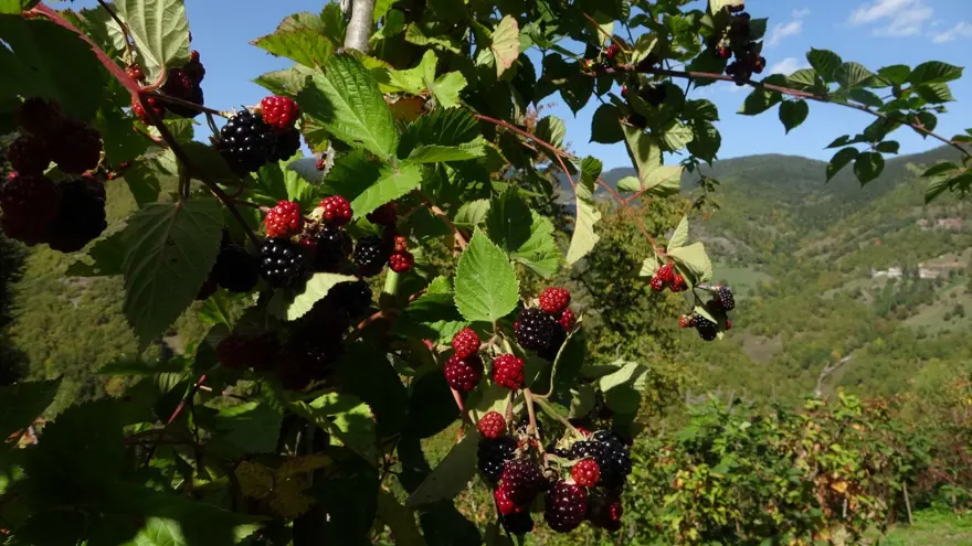15 yıl önce köyüne döndü, üretmeye başladı: Doğanın şifasını sofralara taşıyor 2