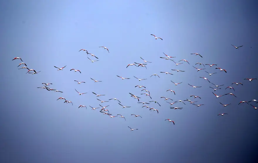 Edirne'nin "kışlık misafirleri" sulak alanları renklendiriyor 7 Edirne'nin "kışlık misafirleri" sulak alanları renklendiriyor 7