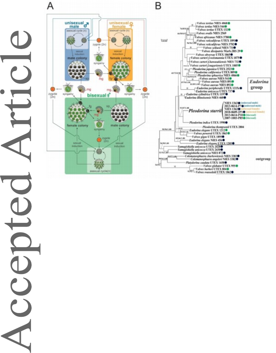 Dişi, erkek ve biseksüel: Üç farklı cinsiyete sahip tatlı su yosunu türü keşfedildi 5