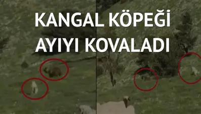 Koyunlara saldırmaya hazırlanan ayıyı böyle uzaklaştırdı