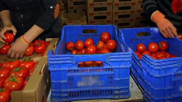 Türk sebze meyvesi iki haftada Rusya'da raflardaki yerini alabilir