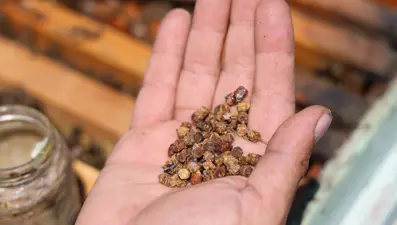 Eskiden çöpe atılıyordu, şimdi kilosu 3 bin TL’den satılıyor: Protein zengini besin