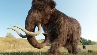 Yünlü Mamutlar neden yok oldu? Sebebi soy içi üreme değil