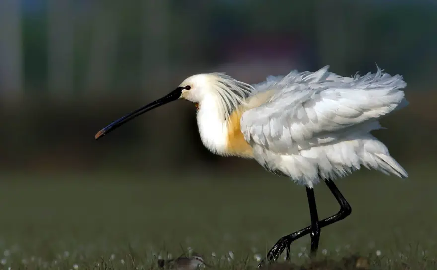 Fotoğraf tutkunu cumhuriyet savcısı 358’inci kuş türünü belgeledi 8