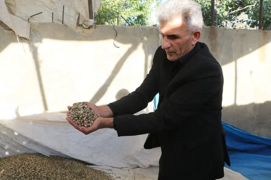 Her yörede yetişiyor, kilosu 700 TL: "Kenger çekirdeği" toplayıp, ihraç ediyor 3 Her yörede yetişiyor, kilosu 700 TL: "Kenger çekirdeği" toplayıp, ihraç ediyor 3