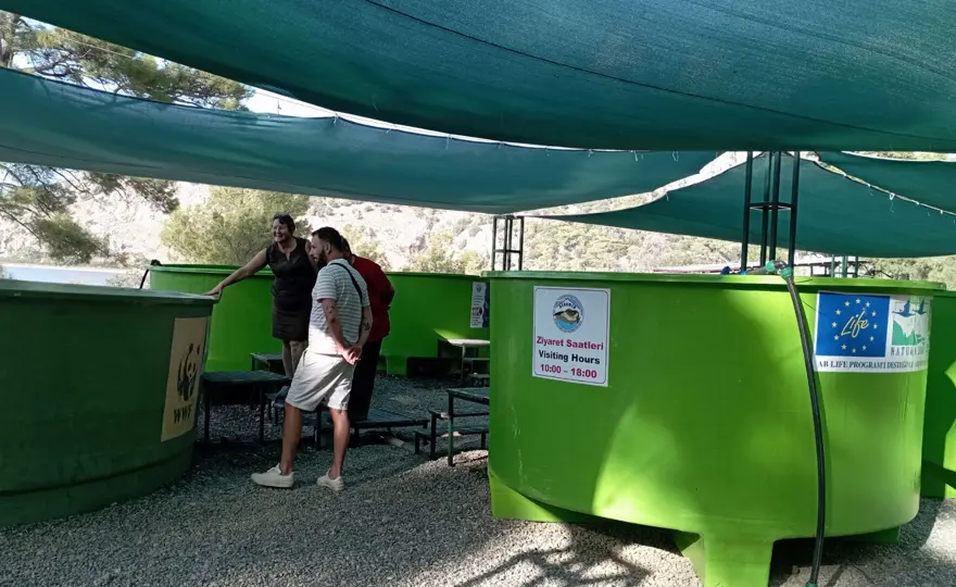 35 bin yavru caretta caretta denizle buluştu 3