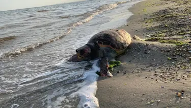 Caretta caretta'ya görülmemiş eziyet: Taşla vurup üzerine bindiler