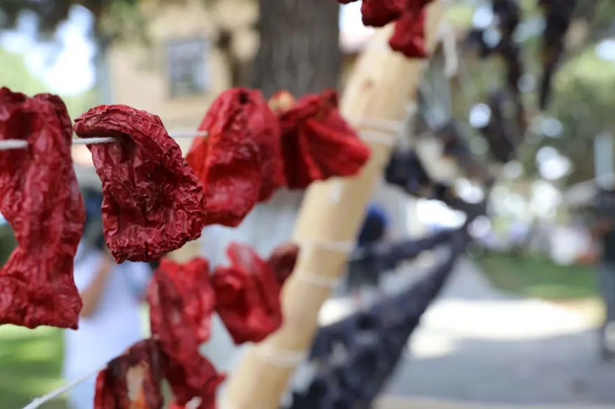 GastroAntep Festivali, fıstık hasadı ve şire yapımı ile başladı 12