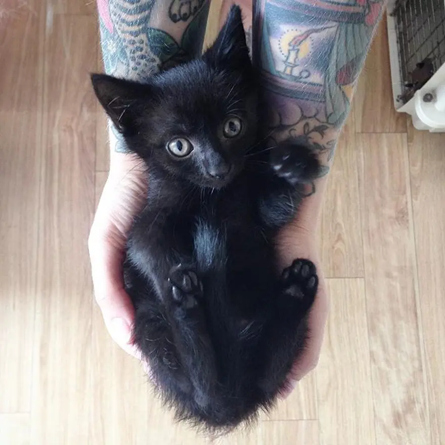 Hayatını kedileri kurtarmaya adadı 275