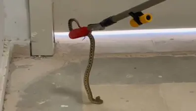 Hastanede yılan paniği: Doğaya bırakıldı