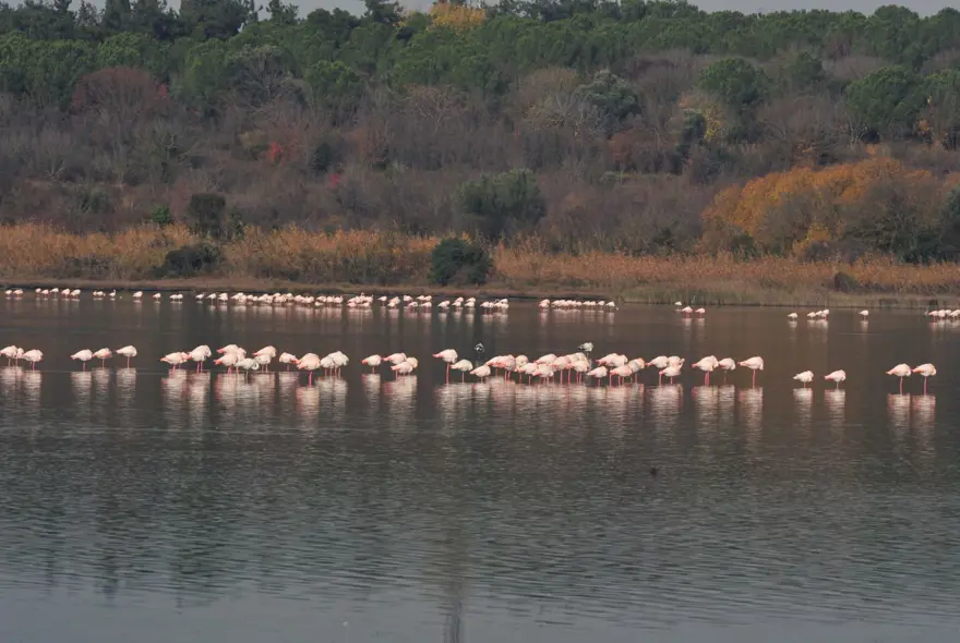 Hersek Lagünü'nde kuş türü sayısı 238'e yükseldi Hersek Lagünü'nde kuş türü sayısı 238'e yükseldi