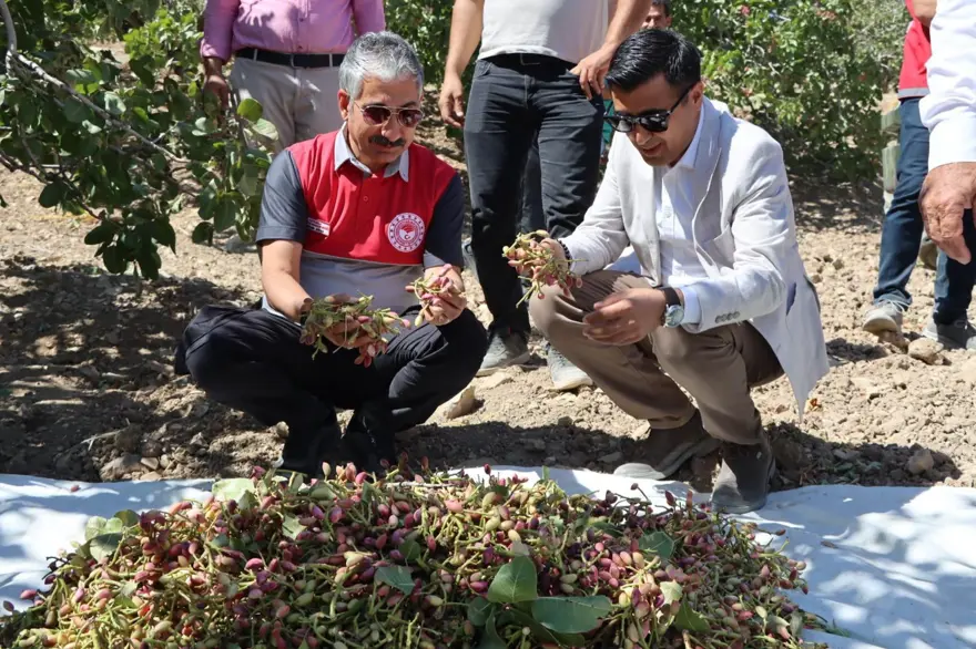 304 bin dekar alanda yetiştirildi: Hasadı başladı 304 bin dekar alanda yetiştirildi: Hasadı başladı