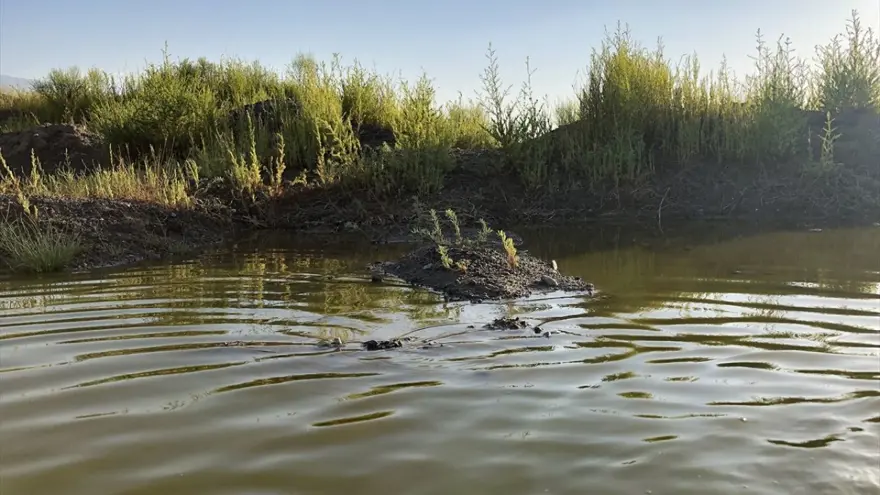 Ağrı Dağı eteklerindeki renkli sulak alanlar ilgi çekiyor 10