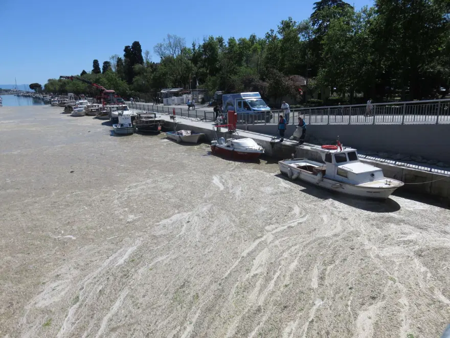 İstanbul'da Kurbağalıdere'yi de deniz salyası kapladı 2 İstanbul'da Kurbağalıdere'yi de deniz salyası kapladı 2