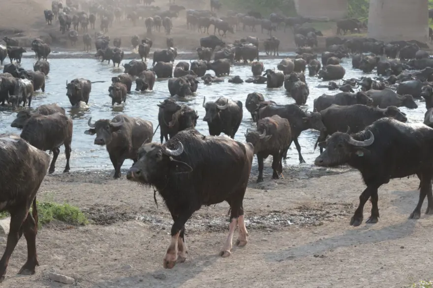 Afrika Serengeti Parkı değil Balıkesir Ovası 12