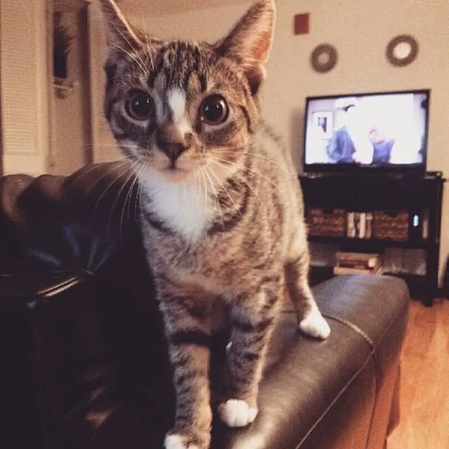 Hayatını kedileri kurtarmaya adadı 257