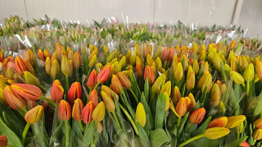 Toprak yerine suda yetişiyor, marketlerde tanesi 100 TL: En çok sarı ve beyaz tercih ediliyor 6 Toprak yerine suda yetişiyor, marketlerde tanesi 100 TL: En çok sarı ve beyaz tercih ediliyor 6