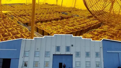 Dışı fabrika içi uyuşturucu serası