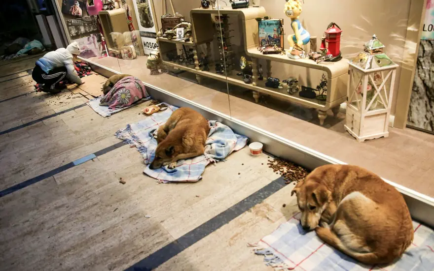 Dünyada kaç tane sokak hayvanı var? Ülkelere göre rakamlar 2