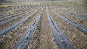 Osmanlı döneminde Edirne'de üretilmiş: Bir "casusluk hikayesine" benzetiliyordu, ekonomik değer haline geldi