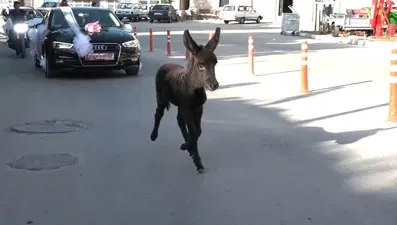 Kütahya'da ilginç görüntüler! "Bak şu sıpanın yaptığına"