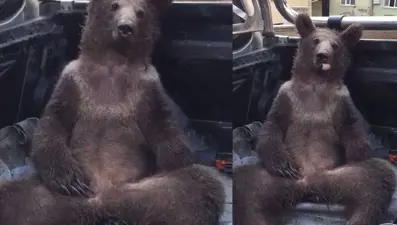 Fazla bal yiyen ayı kendinden geçti