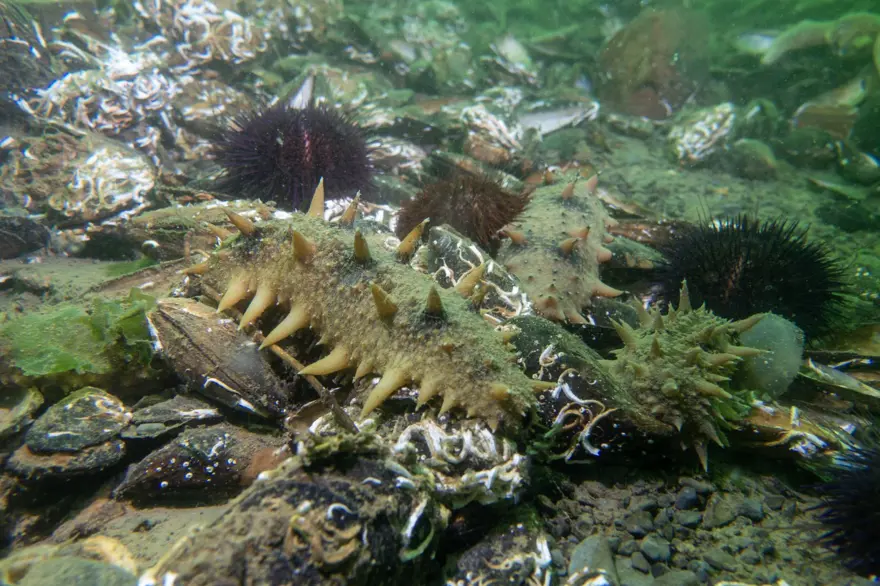 "DÜNYA DENİZLERİNE DAĞILMIŞ 1200 ÇEŞİDİ BULUNUYOR" 6