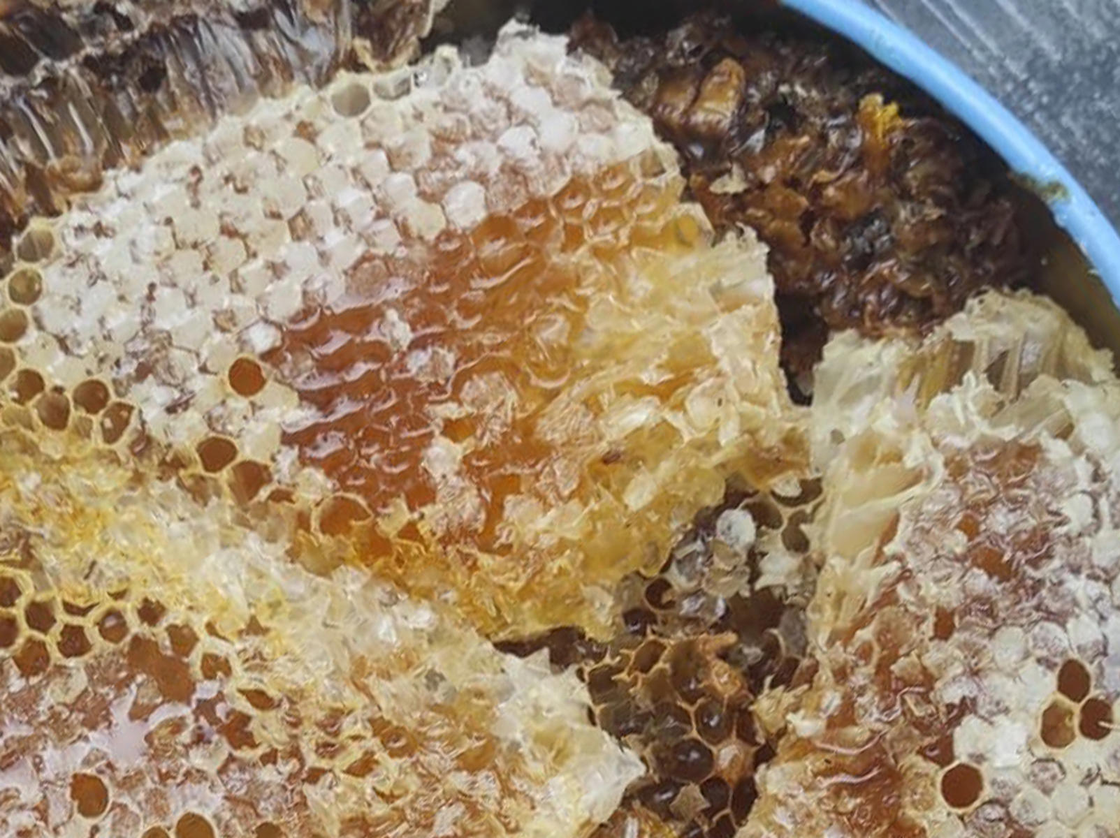 1 kilosu çeyrek altını geride bıraktı. Yüksek fiyatı dikkat çekti