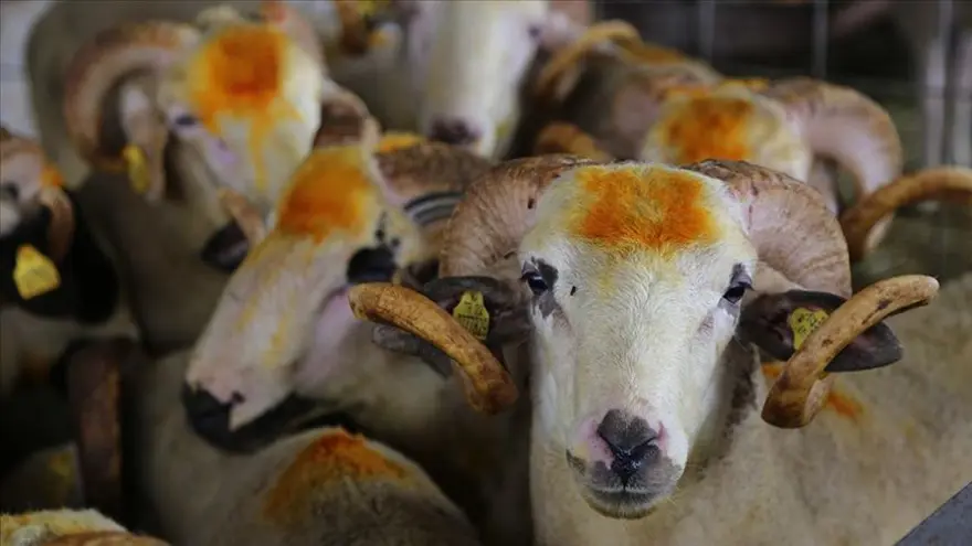 KİMLER KURBAN KESMEKLE YÜKÜMLÜDÜR? 2