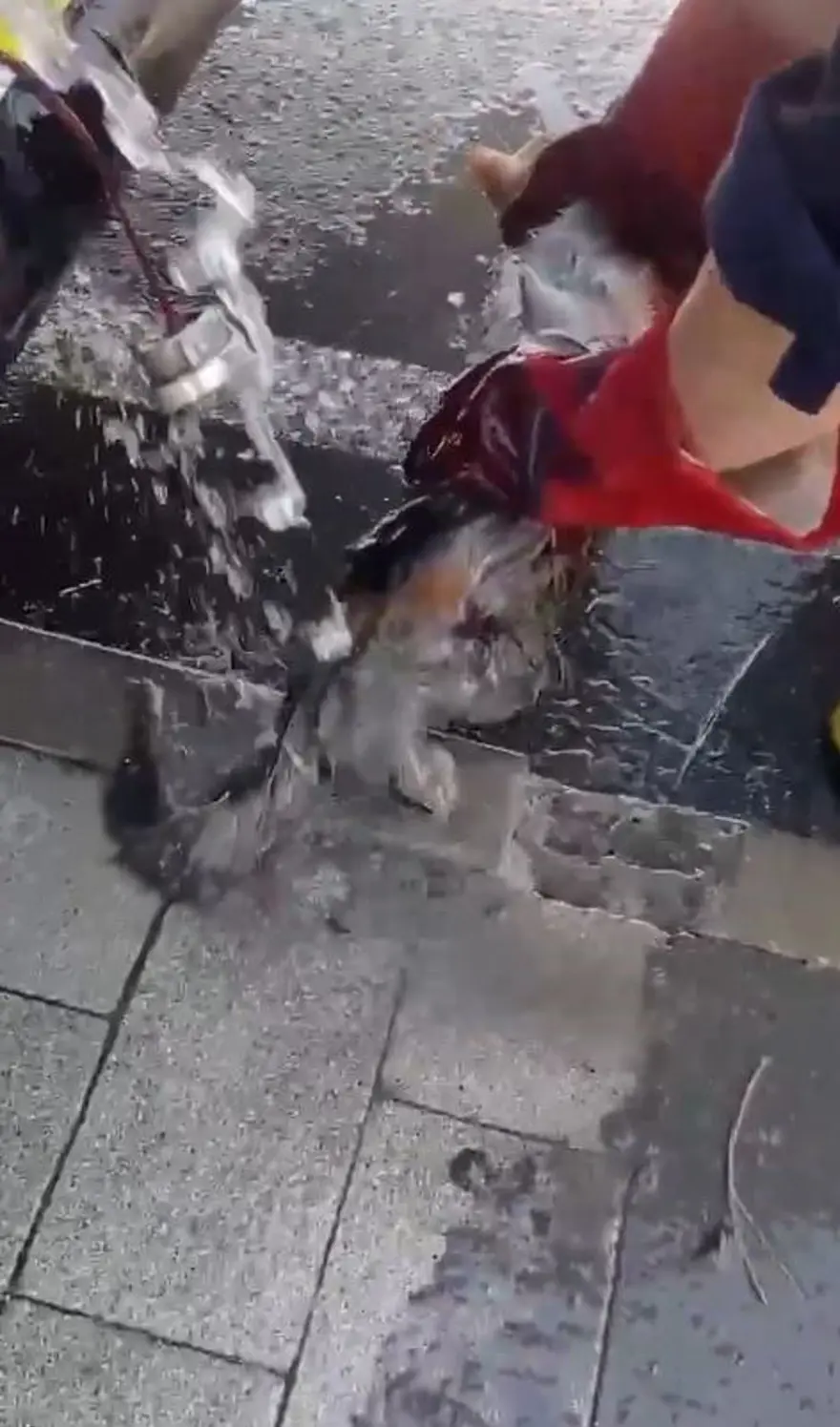 Dereye düşerek çamura saplanan kediyi itfaiye kurtardı 