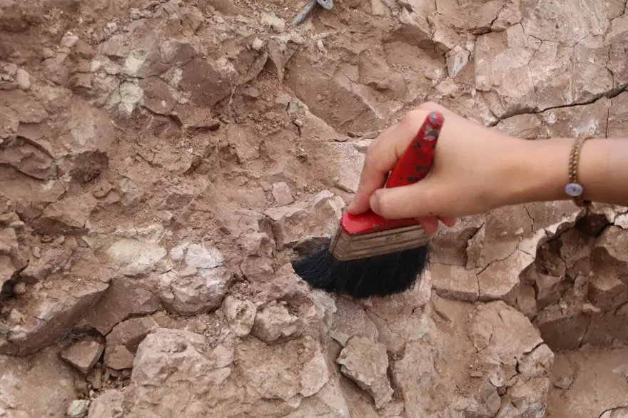 'Çankırı'nın Jurassic Park'ında kazılar başladı: 9 milyon yıl öncesine ait hayvan fosilleri bulundu 7