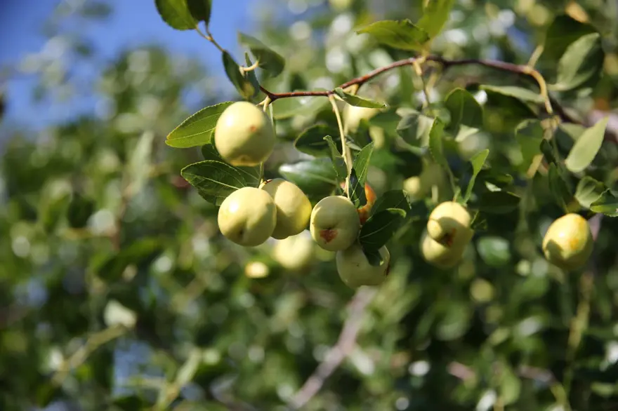 Çinlilerin "ölümsüzlük meyvesi" Edirne'de yetişiyor: C, B1, B2 ve B6 ne varsa onda! 5